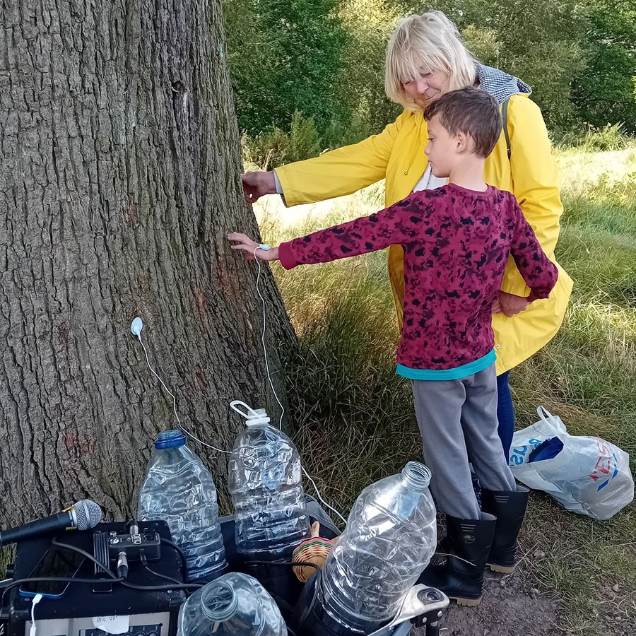 Generating Sound From An Oak Tree (1)